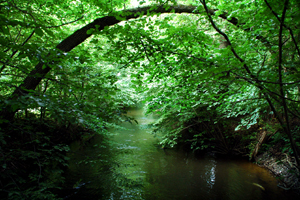 Pasing im Würmtal
